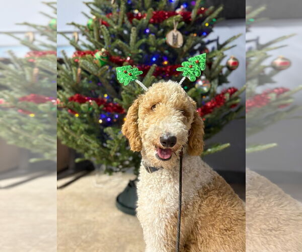 Medium Photo #3 Poodle (Standard) Puppy For Sale in Valrico, FL, USA