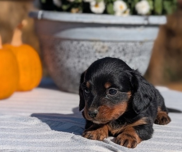 Medium Photo #18 Dachshund Puppy For Sale in GOSHEN, IN, USA