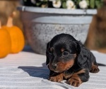 Small #2 Dachshund
