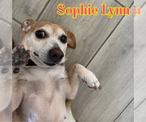 Medium Photo #12 Chiweenie Puppy For Sale in San Antonio, TX, USA