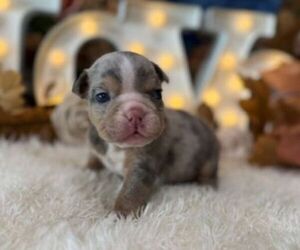 English Bulldog Puppy for sale in OOLOGAH, OK, USA