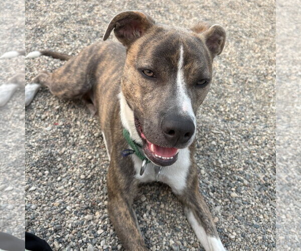 Medium Photo #15 Mutt Puppy For Sale in Fargo, ND, USA