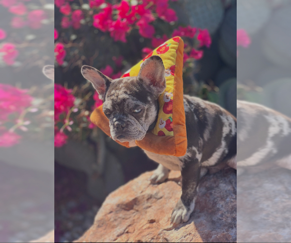 Medium Photo #1 French Bulldog Puppy For Sale in BUCKEYE, AZ, USA