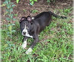 Small #2 Mutt