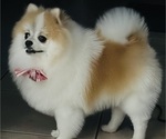 Small Photo #1 Pomeranian Puppy For Sale in LEHIGH ACRES, FL, USA