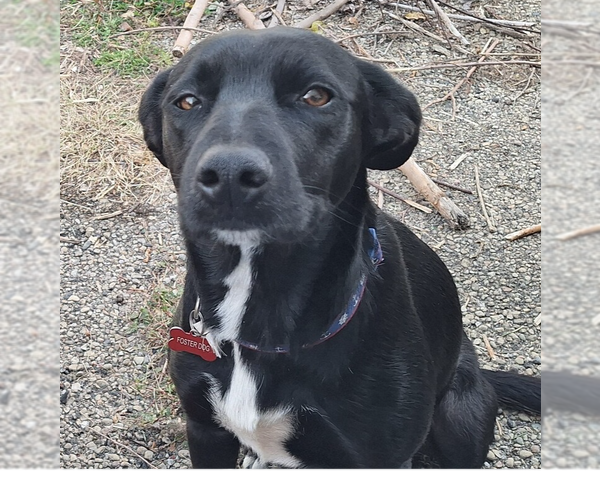Medium Photo #10 Labrador Retriever-Unknown Mix Puppy For Sale in Aurora, IN, USA