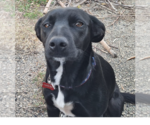 Small #9 Labrador Retriever Mix