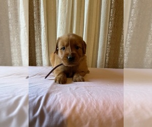 Golden Retriever Puppy for Sale in LATTA, South Carolina USA