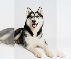 Siberian Husky-Unknown Mix Dogs for adoption in Conroe, TX, USA