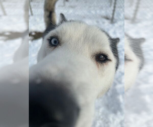 Medium Photo #3 Siberian Husky Puppy For Sale in Pierceton , IN, USA