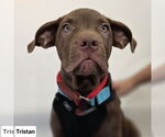 Small #1 American Staffordshire Terrier-Labrador Retriever Mix