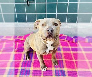 American Pit Bull Terrier Dogs for adoption in Rancho Cucamonga, CA, USA
