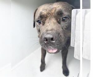 Mutt Dogs for adoption in Houston, TX, USA
