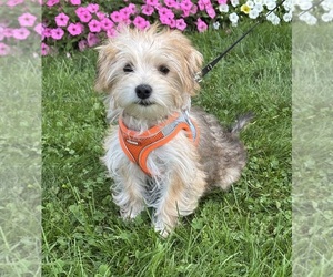 Morkie Puppy for sale in ROCK STREAM, NY, USA