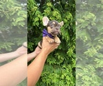 Small #5 French Bulldog
