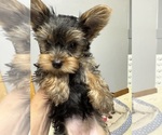 Litter of 4 - Male(s) and Female(s) Yorkshire TerrierLitter of Puppies for Sale - Photo #10