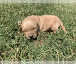 Small #11 Golden Retriever