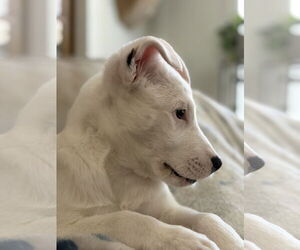 Labrador Retriever-Unknown Mix Dogs for adoption in The Woodlands, TX, USA