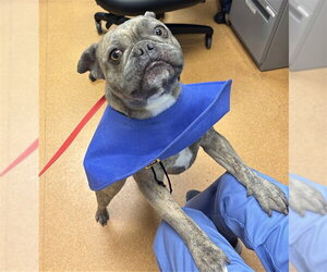 French Bulldog Dogs for adoption in Martinez, CA, USA