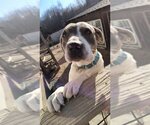 Small Photo #8 Labrador Retriever-Unknown Mix Puppy For Sale in garner, NC, USA