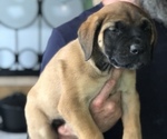 Puppy Puppy 3 Mastiff