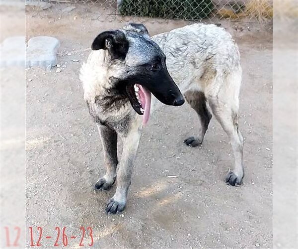 Medium Photo #1 German Shepherd Dog-Unknown Mix Puppy For Sale in Apple Valley, CA, USA