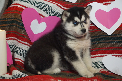 Medium Photo #4 Siberian Husky Puppy For Sale in FREDERICKSBG, OH, USA