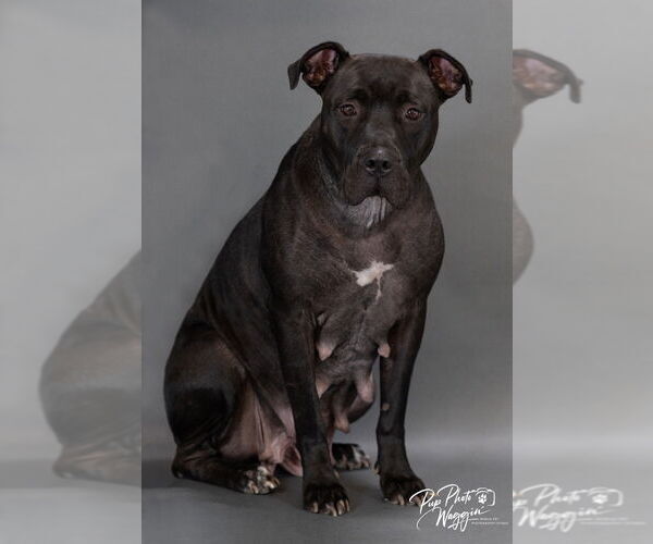 Medium Photo #3 American Pit Bull Terrier-Unknown Mix Puppy For Sale in Claremore, OK, USA