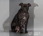 Small #2 American Pit Bull Terrier Mix