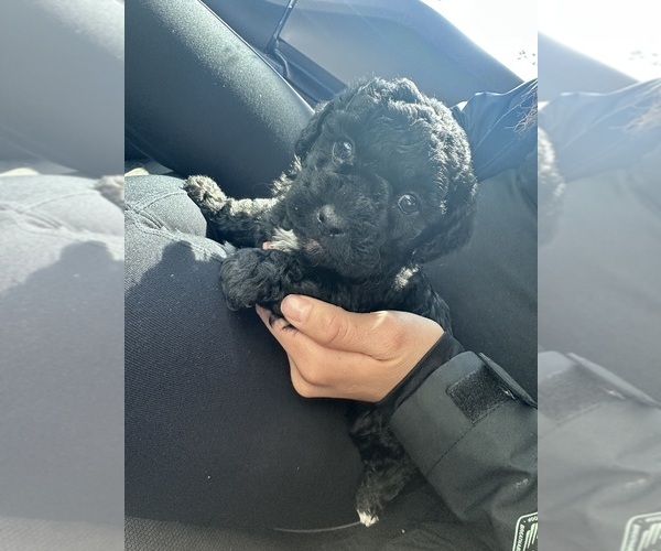 Medium Photo #5 Maltipoo (Toy) Puppy For Sale in EL PASO, TX, USA