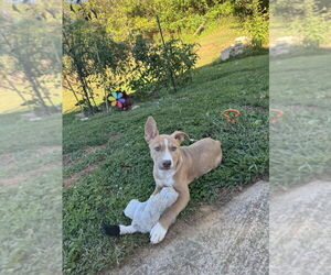 Mutt Dogs for adoption in Candler, NC, USA
