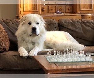 Father of the Great Pyrenees puppies born on 03/07/2019