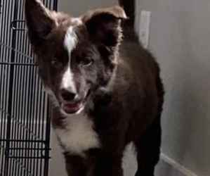 Border Collie Puppy for sale in PLEASANT HILL, MO, USA