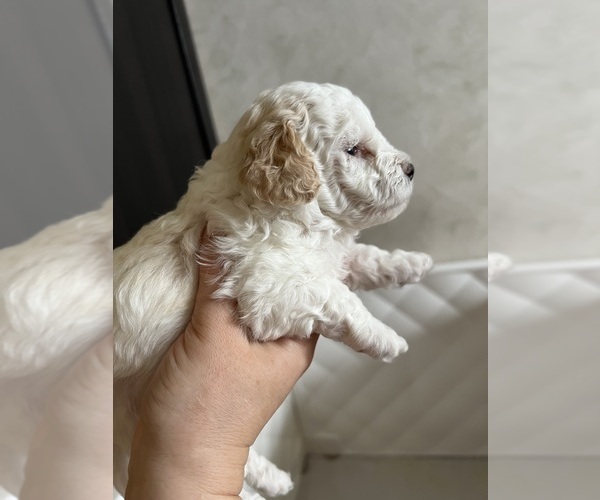 Medium Photo #13 Poodle (Toy) Puppy For Sale in MOUNT SOLON, VA, USA