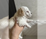 Small #12 Poodle (Toy)