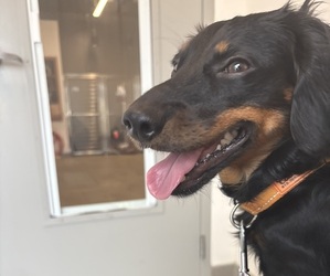 Mother of the Dachshund puppies born on 02/25/2026