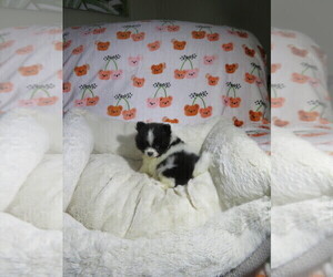 Pomeranian Puppy for Sale in COOKEVILLE, Tennessee USA