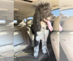 Small Photo #1 Labradoodle Puppy For Sale in PRESCOTT VALLEY, AZ, USA