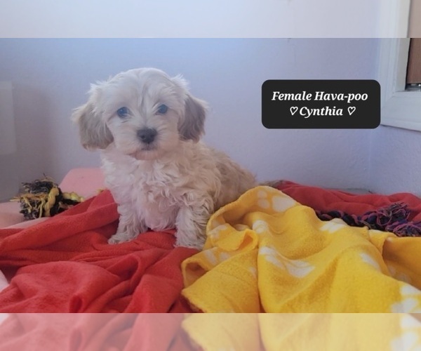 Medium Photo #5 Havanese Puppy For Sale in TUCSON, AZ, USA