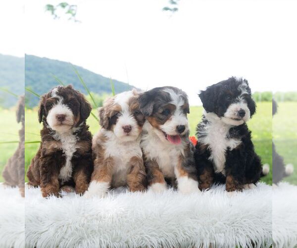 Medium Photo #2 Bernedoodle (Miniature) Puppy For Sale in NEWPORT, PA, USA
