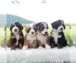 Small #1 Bernedoodle (Miniature)