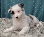 Small Photo #23 Border Collie Puppy For Sale in BLAKESBURG, IA, USA