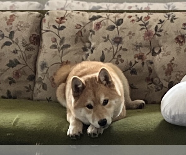 Medium Photo #1 Shiba Inu Puppy For Sale in MOUNT PLEASANT, IA, USA
