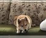 Small Photo #1 Shiba Inu Puppy For Sale in MOUNT PLEASANT, IA, USA