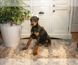 Doberman Pinscher Puppy for sale in NARVON, PA, USA