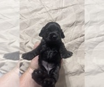 Small Photo #11 Cocker Spaniel Puppy For Sale in GADSDEN, AL, USA