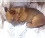 Small Photo #9 Chihuahua Puppy For Sale in NANAKULI, HI, USA