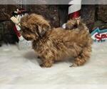Small #14 Shih Tzu