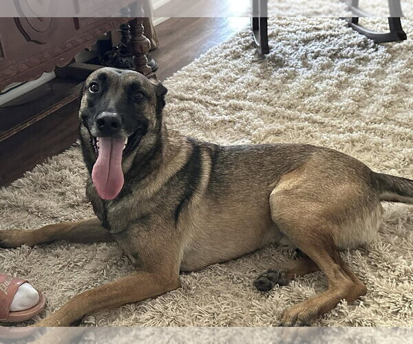 Medium Photo #1 Mutt Puppy For Sale in Imlay City, MI, USA
