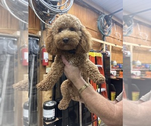 Father of the Goldendoodle mix (+ Poodle Miniature) puppies born on 11/30/2025